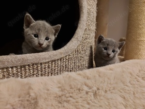 Russisch blau Kitten mit Stammbaum  Bild 2