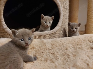 Russisch blau Kitten mit Stammbaum  Bild 3