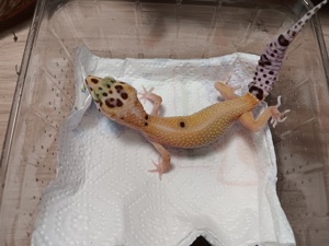 Leopardgecko NZ24