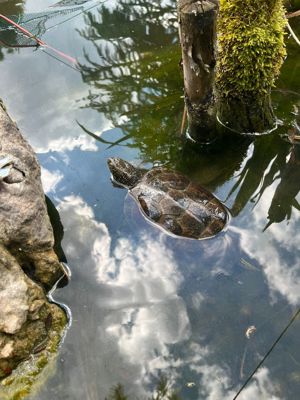 Europäische  Sumpfschildkröten