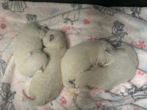 BKH Deckkater Lilac-Point mit Stammbaum Bild 2