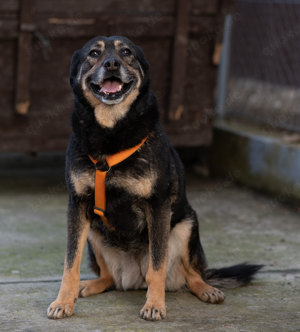 Hündin 55cm SEELE VON HUND 9j  Bundesweite Ausreise nach Adoption  Bild 2