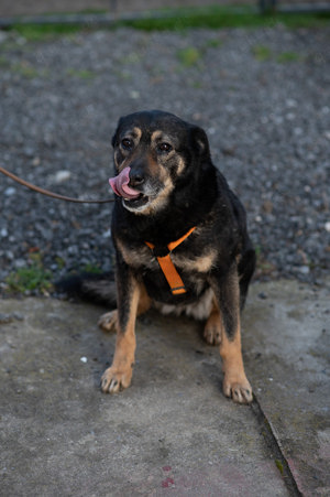 Hündin 55cm SEELE VON HUND 9j  Bundesweite Ausreise nach Adoption  Bild 8