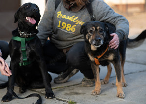 Hündin 55cm SEELE VON HUND 9j  Bundesweite Ausreise nach Adoption  Bild 3