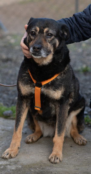 Hündin 55cm SEELE VON HUND 9j  Bundesweite Ausreise nach Adoption  Bild 7