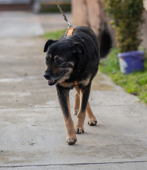 Hündin 55cm SEELE VON HUND 9j  Bundesweite Ausreise nach Adoption  Bild 6
