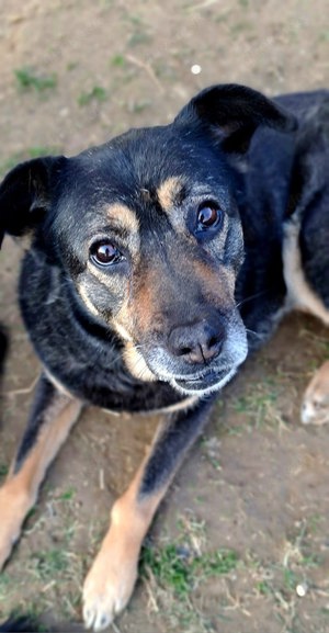 Hündin 55cm SEELE VON HUND 9j  Bundesweite Ausreise nach Adoption  Bild 5