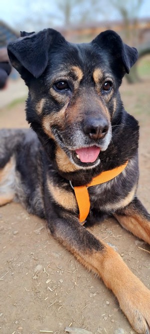 Hündin 55cm SEELE VON HUND 9j  Bundesweite Ausreise nach Adoption  Bild 11