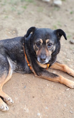 Hündin 55cm SEELE VON HUND 9j  Bundesweite Ausreise nach Adoption  Bild 10