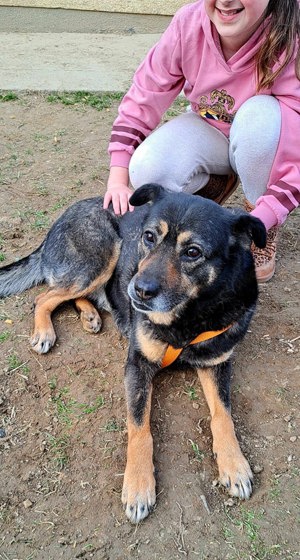 Hündin 55cm SEELE VON HUND 7j Ausreise nach Adoption 