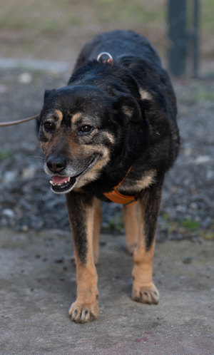 Hündin 55cm SEELE VON HUND 9j  Bundesweite Ausreise nach Adoption  Bild 9