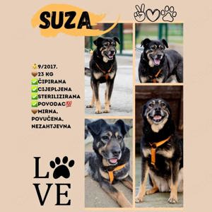 Hündin 55cm SEELE VON HUND 9j  Bundesweite Ausreise nach Adoption  Bild 12