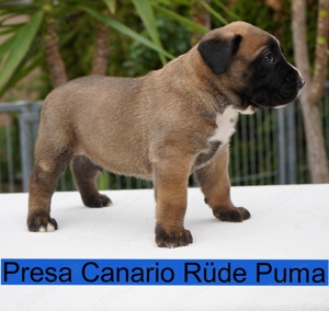 Top Presa Canario Welpen Deutscher Züchter, Papiere, EU-Impfpass, Chipp