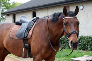 Reitbeteiligung gesucht (Mann sucht Pferd)