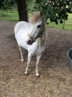 Pflegebeteiligung gesucht (Mann sucht Pferd oder Pony )