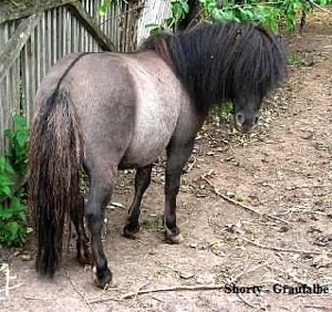Pflegebeteiligung gesucht (Mann sucht Pferd oder Pony ) Bild 3