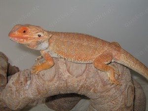 Bartagame Hypo Pastell Orange Genetic Stripped Bock - lieb und handzahm - ca. 250 Gramm