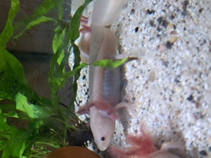 Axolotl verschiedene Farben