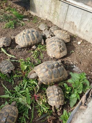 Griechische Landschildkröten Nachzuchten 2020 Bild 1