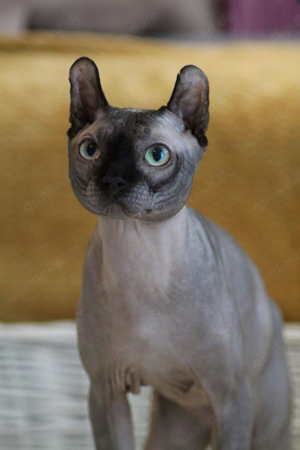 Elf Sphynx deckkater