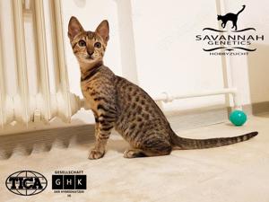F5 SBT Savannah Katzen - Wir haben Kitten Bild 4