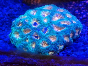 favia goniastrea ultra meerwasser koralle Bild 2
