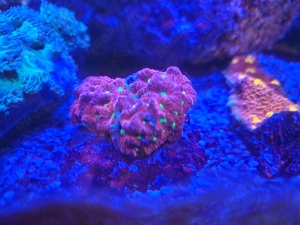 favia goniastrea ultra meerwasser koralle Bild 3