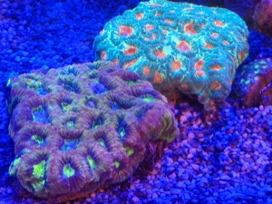 favia goniastrea ultra meerwasser koralle Bild 1