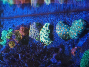favia goniastrea ultra meerwasser koralle Bild 4