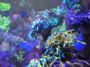 euphyllia glabrescens meerwasser Korallen  Bild 3