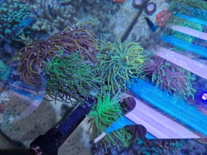 euphyllia glabrescens meerwasser Korallen  Bild 2