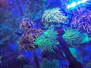 euphyllia glabrescens meerwasser Korallen  Bild 6
