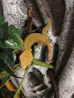 Zuchtmännchen Kronengecko grün braun ca 4 Jahre alt