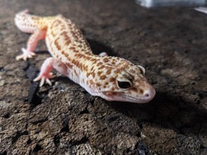 männlicher 1.0 Raptor Leopardgecko Eublepharis m.m.