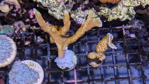 Korallen Ableger LPS SPS Euphyllia Hydnopora Chalice Favia Montipora Duncanopsammia  Bild 2