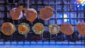 Korallen Ableger LPS SPS Euphyllia Hydnopora Chalice Favia Montipora Duncanopsammia  Bild 3
