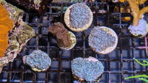 Korallen Ableger LPS SPS Euphyllia Hydnopora Chalice Favia Montipora Duncanopsammia  Bild 4