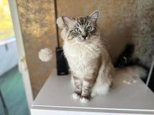 Ragdoll Deckkater