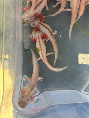 Axolotl Harlekin Jungtiere Bild 2