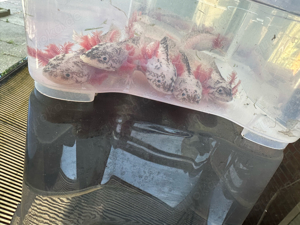 Axolotl Harlekin Jungtiere Bild 3