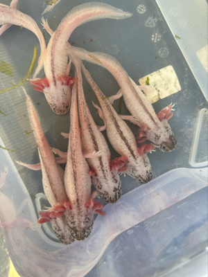 Axolotl Harlekin Jungtiere Bild 6