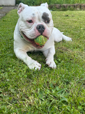 AMERICAN BULLY EXOTIC DECKRÜDE ABCK Bild 1