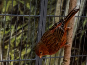 Kanarienvogel-Hahn Rot Bild 3