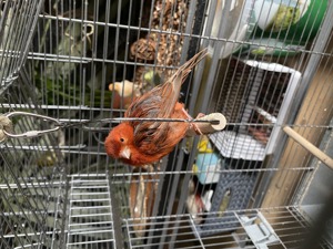 Kanarienvogel-Hahn Rot Bild 4