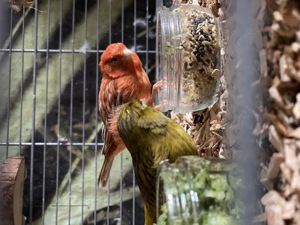Kanarienvogel-Hahn Rot Bild 5