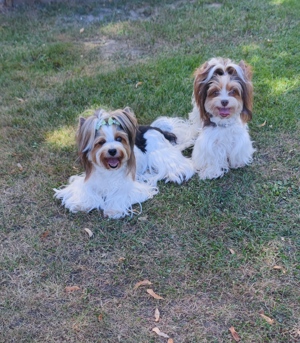 Yorkshire Terrier Deckrüde 