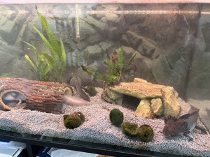 Axolotl komplett mit Aquarium  Bild 5
