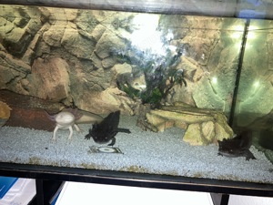Axolotl komplett mit Aquarium  Bild 3