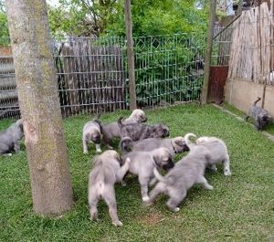 Hundewelpen Kaukasischer Owtscharka und Kangal Mischung Bild 8
