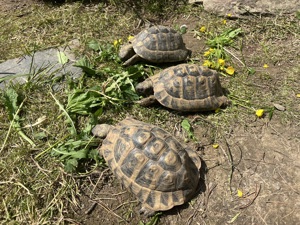 Griechische Landschildkröten, NZ 2011